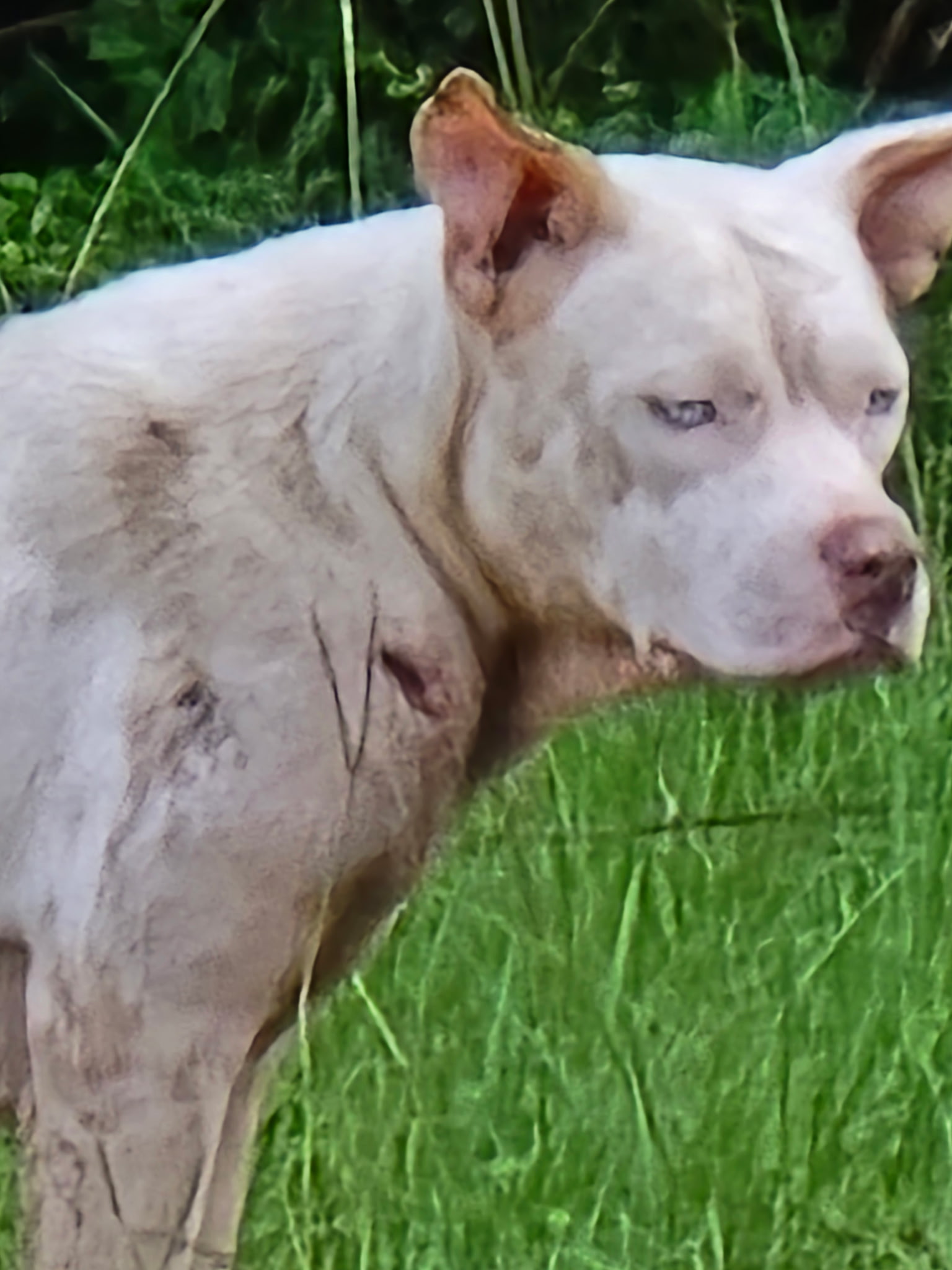 Pearl before rescue standing outdoors