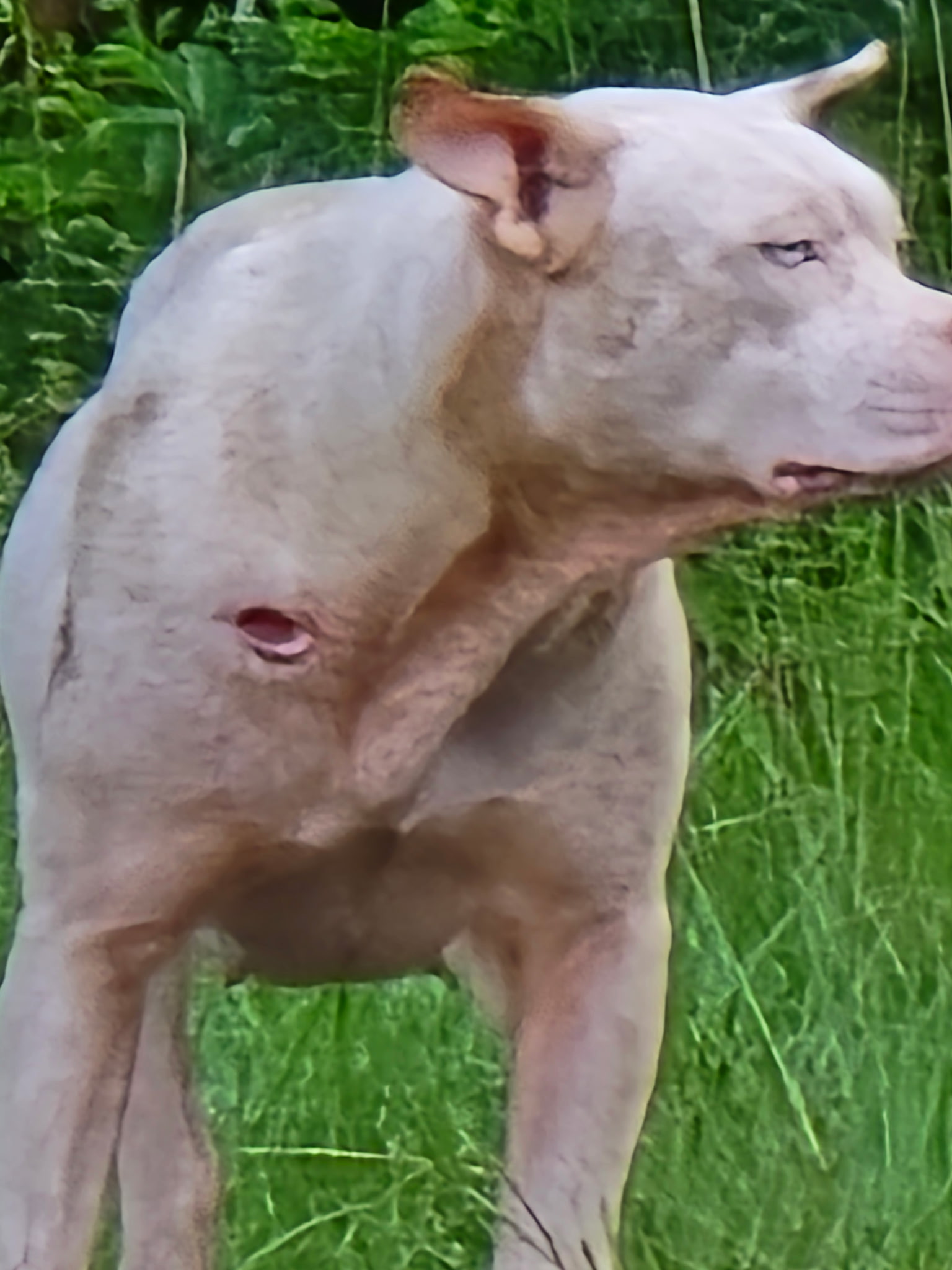 Pearl before rescue standing in tall grass